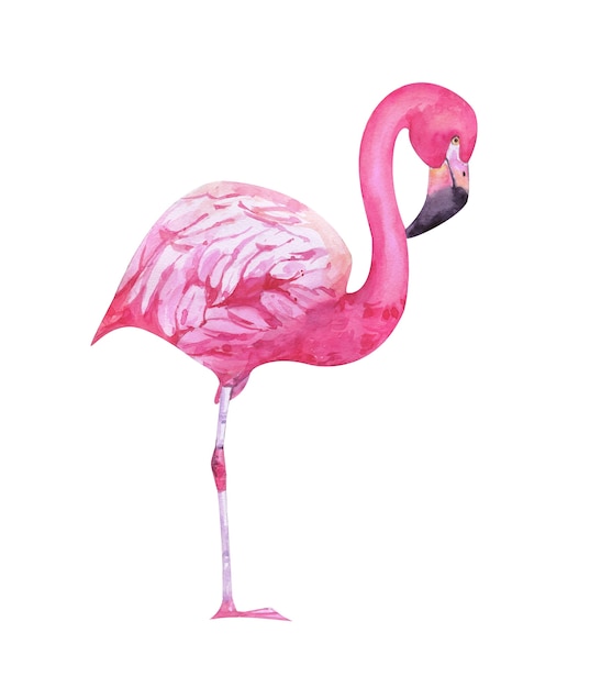 Aquarel handgeschilderde roze flamingo geïsoleerd op wit