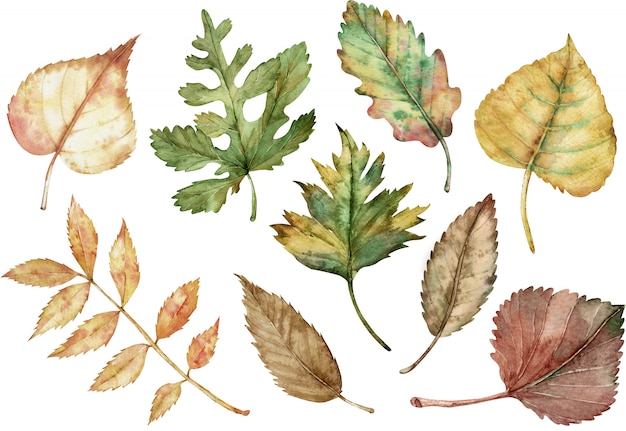 Aquarel Herfstbladeren