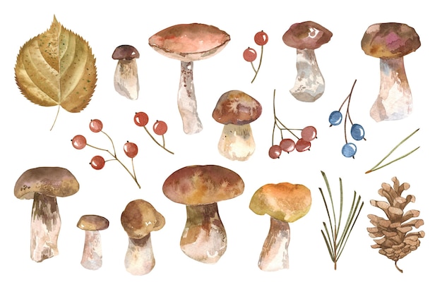 Aquarel herfstbos illustratie met cep paddenstoel libel gras bladeren cranberries mos