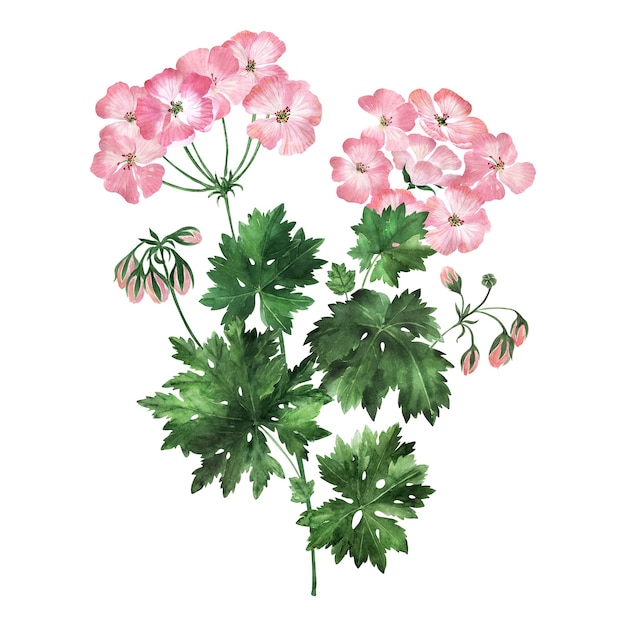 Aquarel illustratie met bloeiwijzen, bloemen, knoppen en bladeren van de geraniumplant