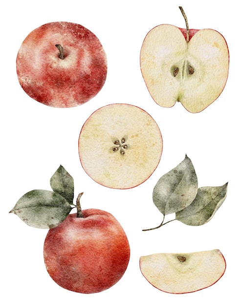 Aquarel illustratie Red Apple met groene bladeren Vers fruit geïsoleerd op een witte achtergrond