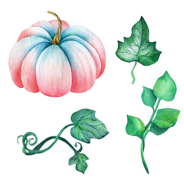 Aquarel illustratie Roze pompoen groene pompoen bladeren Botanische illustratie herfst Ontwerp voor s