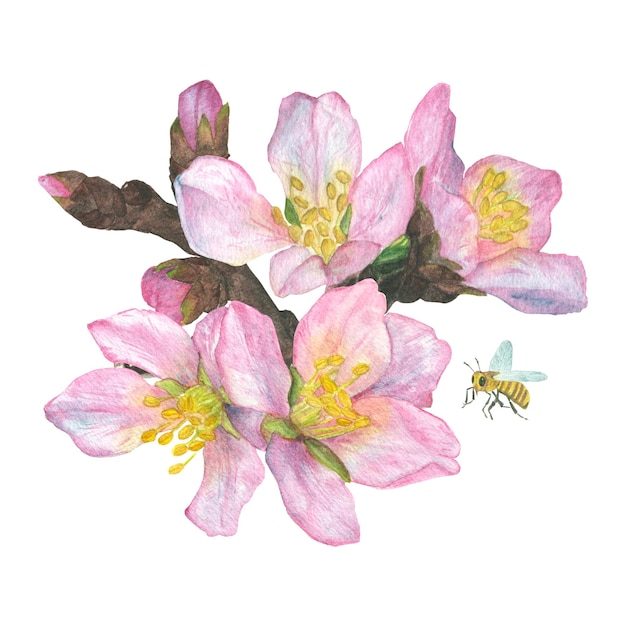 Aquarel illustratie samenstelling een takje kersenbloesem sakura in bloei