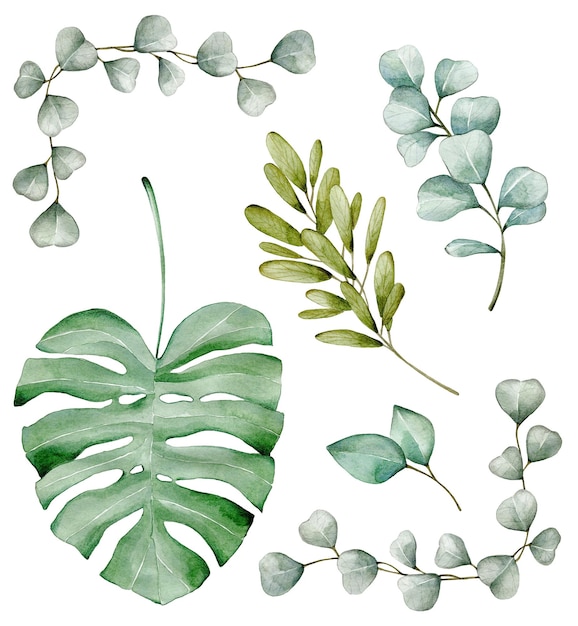 Aquarel illustratie set met bladeren van eucalyptus en monstera Hand getrokken clipart isolated