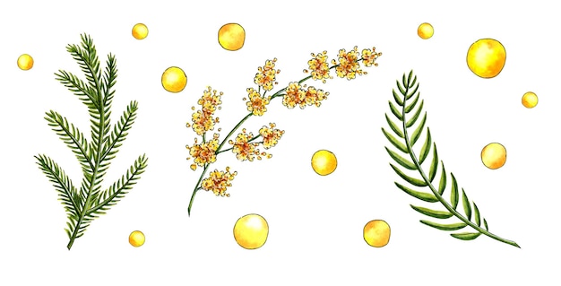 Aquarel illustratie set mimosa gele lentebloemen en groene twijgen twijgen bladeren en cirkels