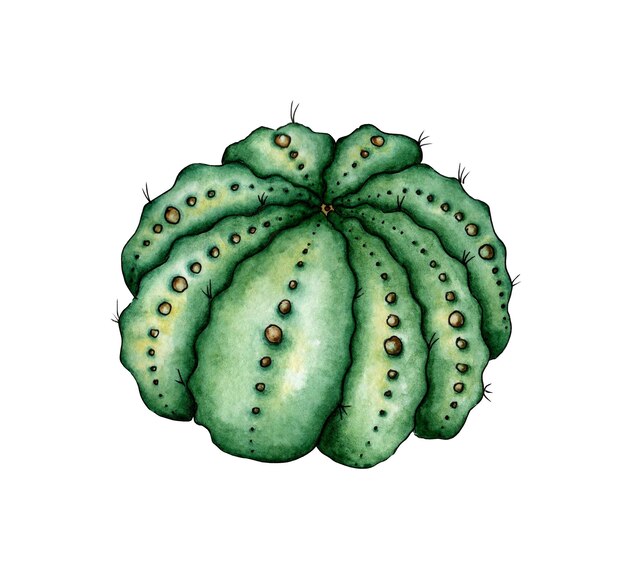 Aquarel illustratie van een groene cactus met puistjes Het is perfect voor ansichtkaarten posters banners