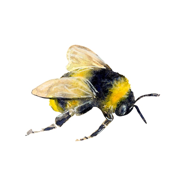 Aquarel illustratie van een honingbij handgetekend op witte achtergrond Realistische dierenafbeelding voor pictogram- of logo-ontwerpen en groeten