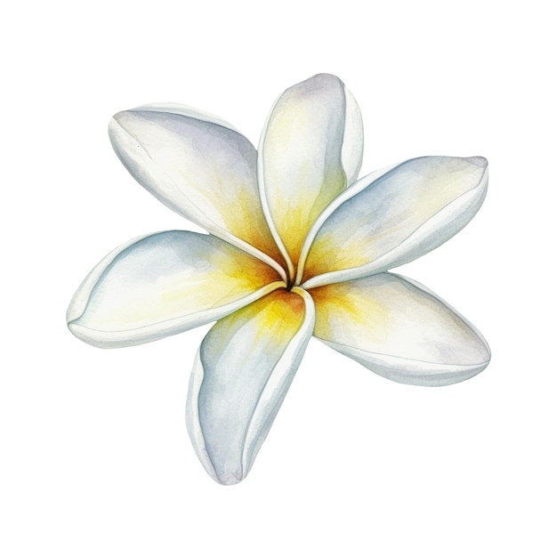 Aquarel illustratie van een witte tropische bloem Frangipani Plumeria Ai illustratie