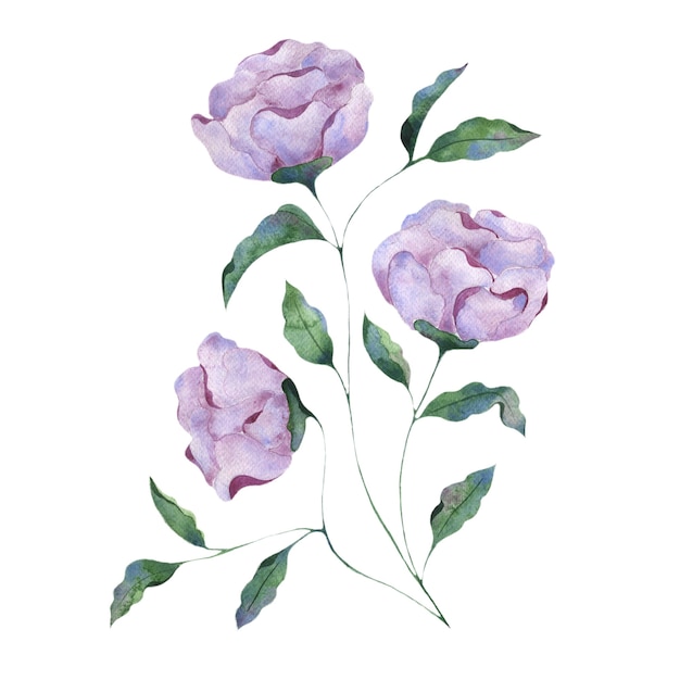 Aquarel illustratie van lila pioen bloemen op een witte achtergrond