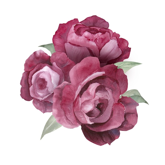 Aquarel illustratie van magenta pioenrozen bloem samenstelling geïsoleerd
