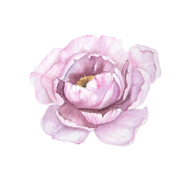 Aquarel illustratie van roze pioen bloem geïsoleerd