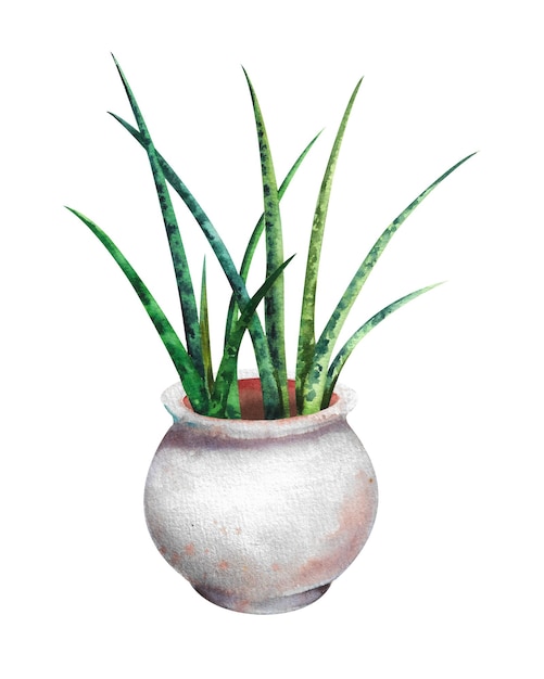 Aquarel kamerplant Groene plant in een kleipot op een witte achtergrond