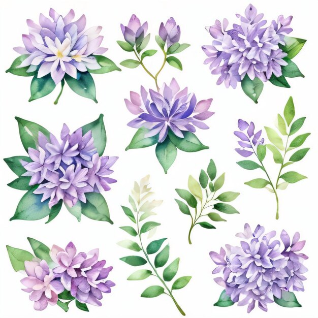 Aquarel Lila Bloemen Clipart