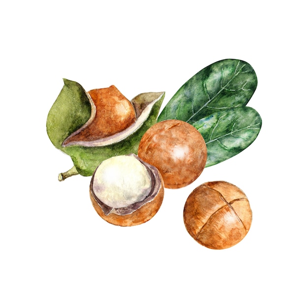 Aquarel macadamia noten