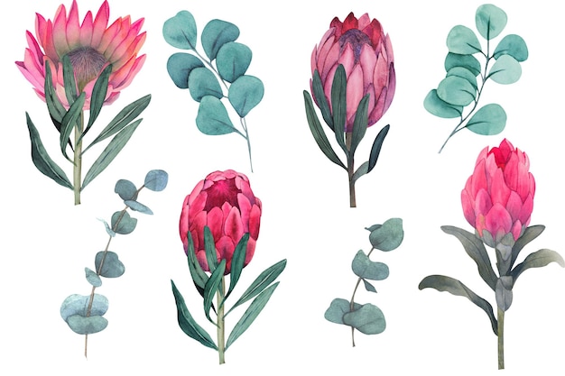 Aquarel Magenta Protea en Eucalyptus bruiloft illustratie clipart