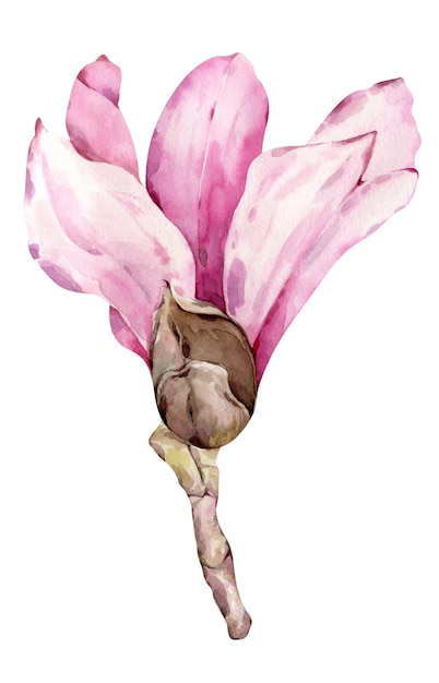 Aquarel magnolia botanisch natuurlijk element op witte achtergrond Roze bloem Lente decoratie