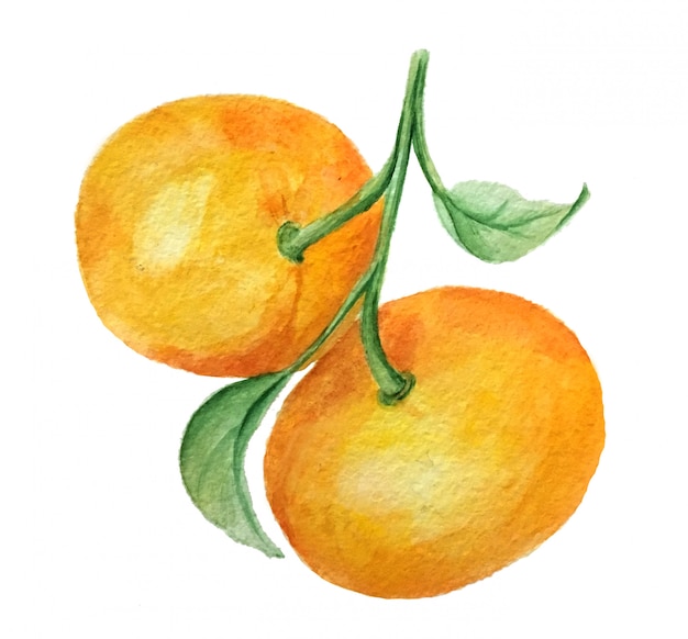 Aquarel mandarijnen tak vintage illustratie