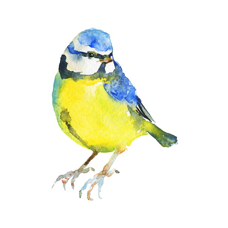 Foto aquarel mees. hand getrokken vogel op wit