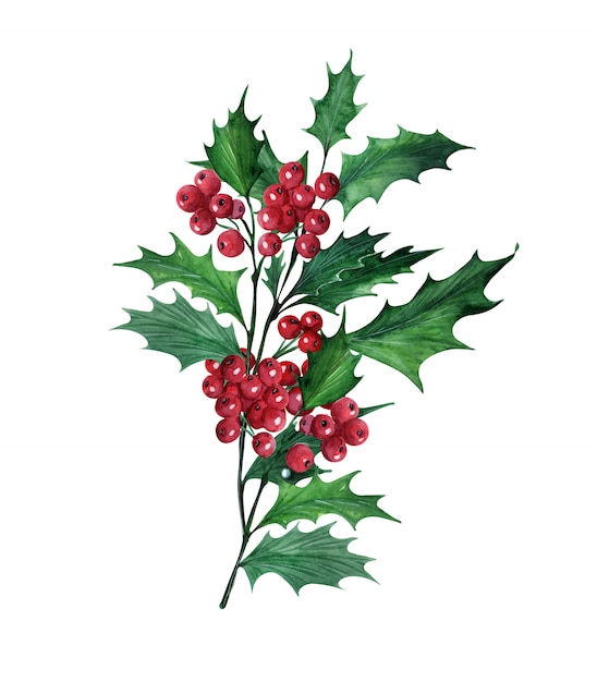 Aquarel met kerst plant Holly