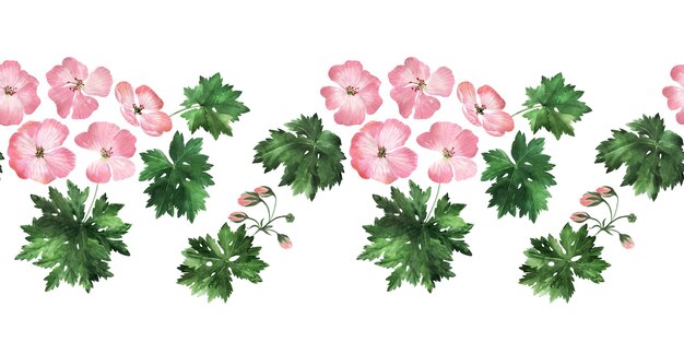 Aquarel naadloze grens met bloeiwijzen, bloemen, knoppen en bladeren van de geraniumplant