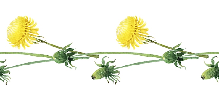 Foto aquarel naadloze grens met gestileerde paardebloem plant
