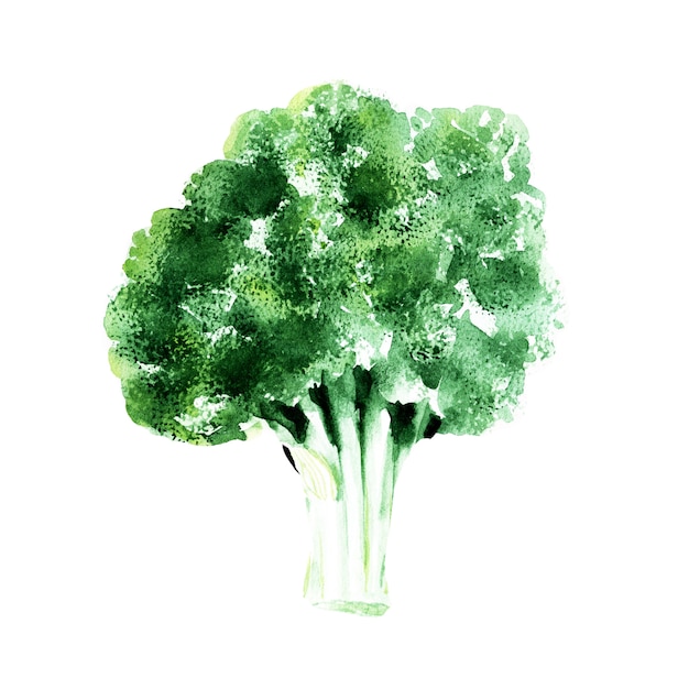 Aquarel naadloze patroon met verschillende soorten kool. broccoli