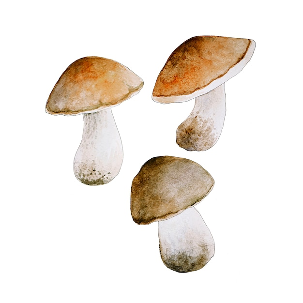 Foto aquarel paddestoelen op witte achtergrond