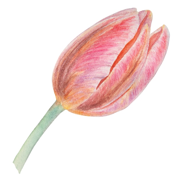Aquarel realistische botanische illustratie van roze tulp geïsoleerd op een witte achtergrond voor uw ontwerp bruiloft print producten papier uitnodigingen kaarten stof posters