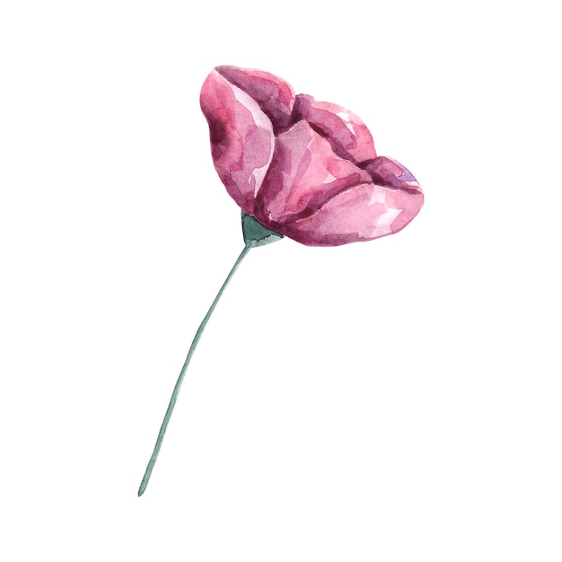 aquarel roze bloem clip art botanische illustratie geïsoleerd op wit bloeiend bloemdessin