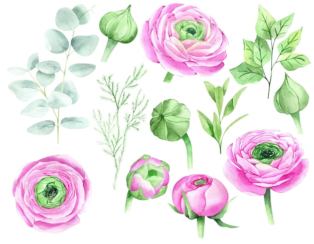 Aquarel roze bloemen geïsoleerd op wit Botanische illustratie van boterbloem Floral clipart bundel
