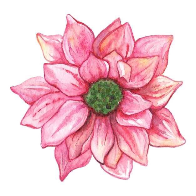 Aquarel roze chrysant bloem geïsoleerde illustraties