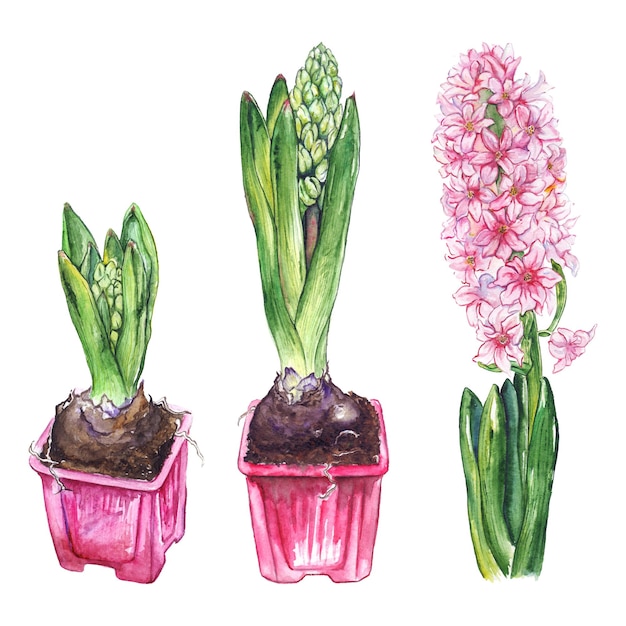 Aquarel roze hyacint bloemknop groen blad natuur plant pot set geïsoleerd