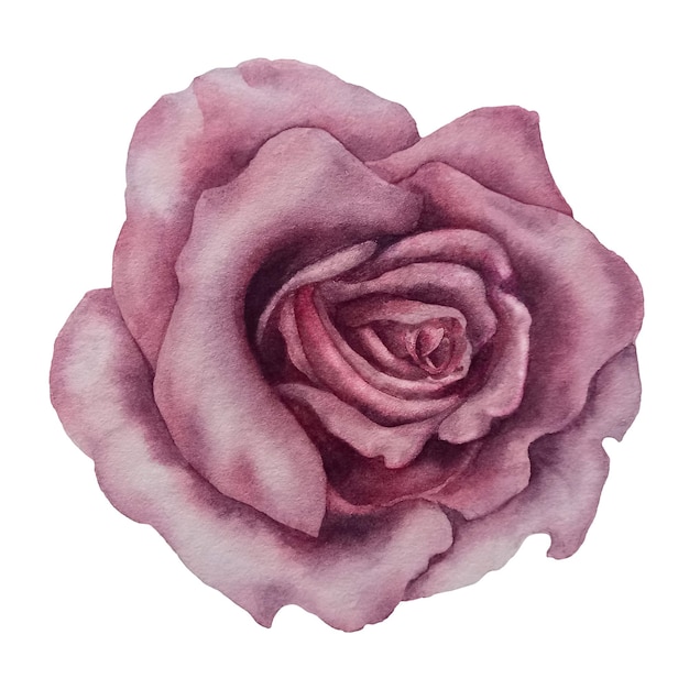 Aquarel roze rozen en groene bladeren voor Valentijnsdag, bruiloft, moederdag, verjaardagsfeestje