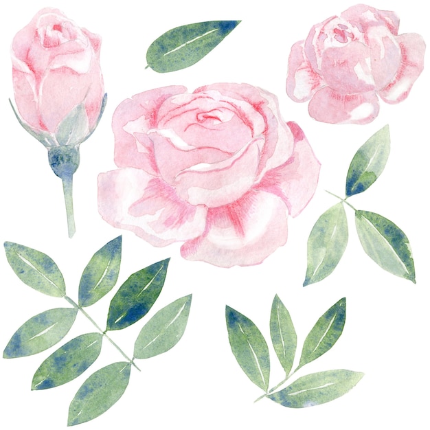 Aquarel rozen set