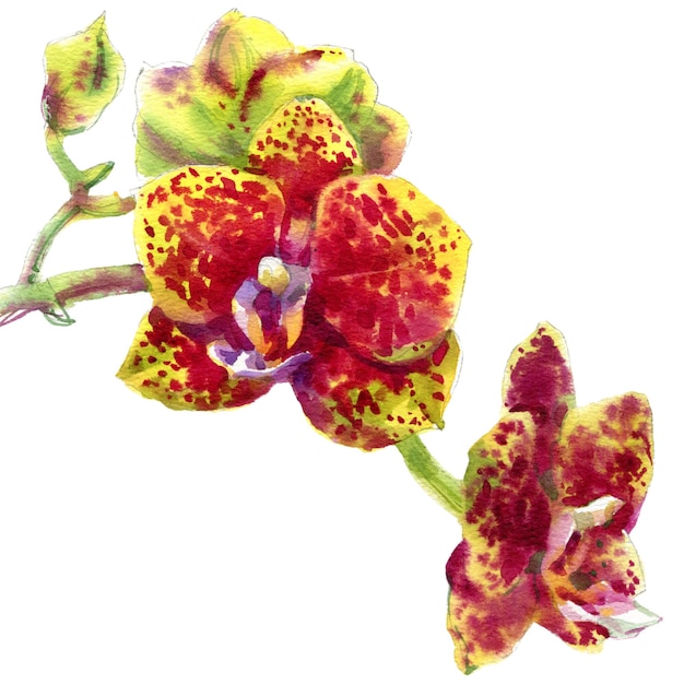 Foto aquarel schets illustratie van phalaenopsis orchidee bloem geïsoleerd op witte achtergrond