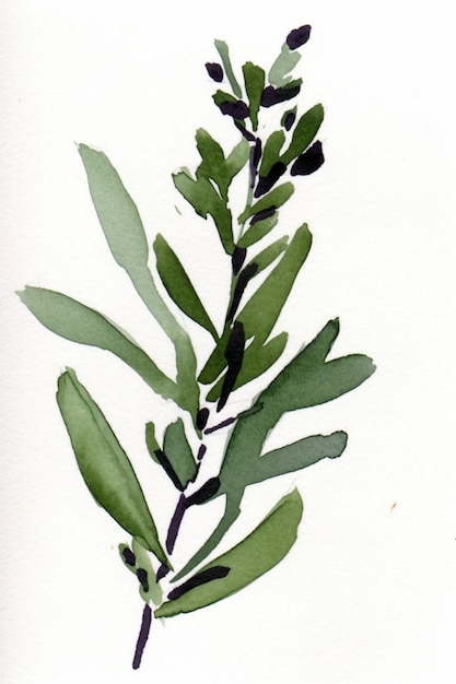 Aquarel schilderij van een tak van eucalyptus