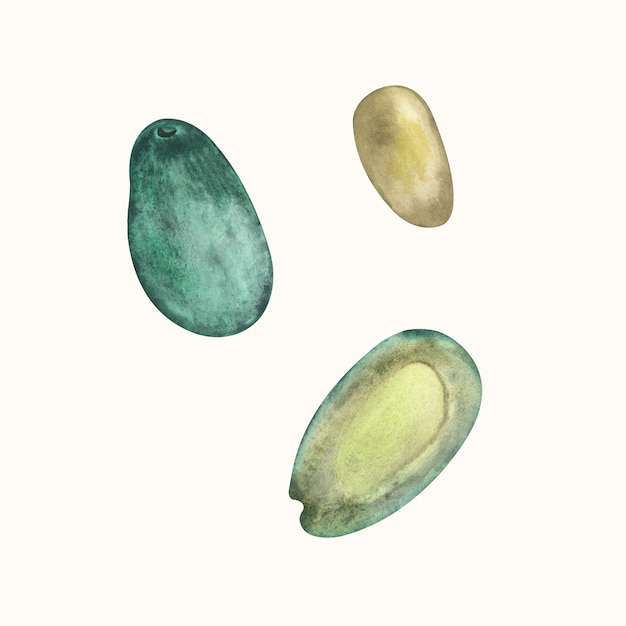 Aquarel set avocado-elementen