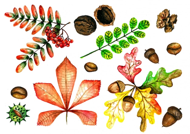 Aquarel set herfstbladeren