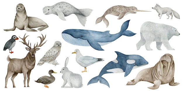 Aquarel set van illustraties arctische dieren geïsoleerd op een witte achtergrond