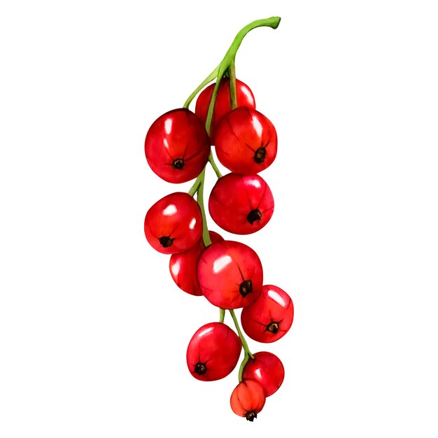 Aquarel set van rode bessen bessen geïsoleerd op witte achtergrond Hand getrokken botanische illustratie Clip art berry takken set