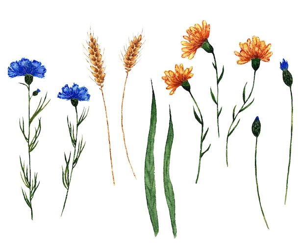 Aquarel set veldplanten hand getekende illustratie van geïsoleerd op wit