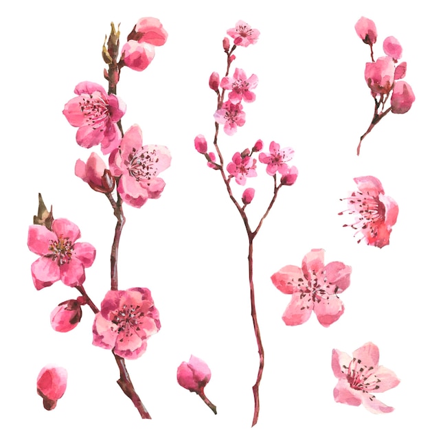 Aquarel tak bloesem sakura roze kersenboom bloemen set geïsoleerd op witte achtergrond