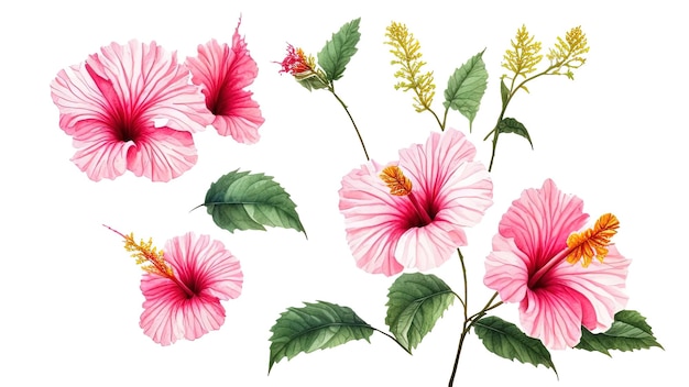 Aquarel tropische kleurrijke hibiscus met bladeren