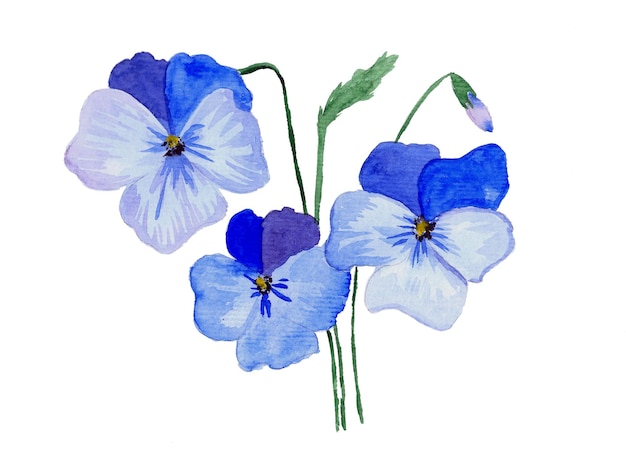 Aquarel viooltje ogen violette bloemen illustratie geïsoleerd op een witte achtergrond