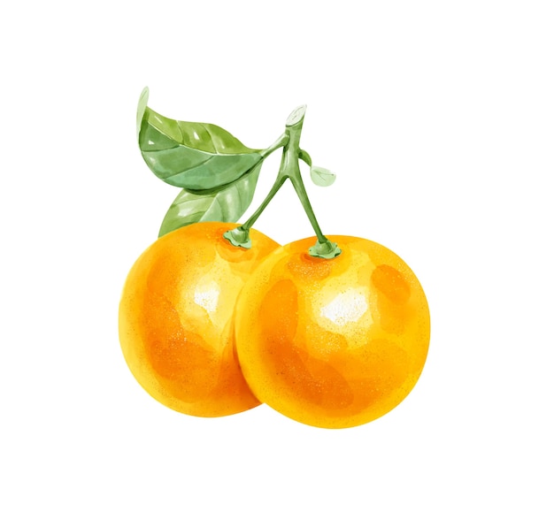 Foto aquarelset met realistische hele sinaasappel en halve sinaasappel