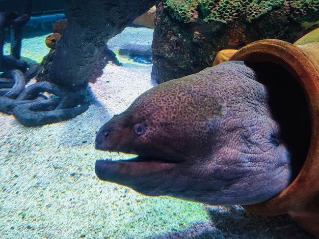 aquarium achtergrondvissen en kwallen