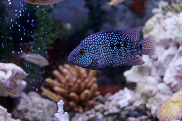 紺碧の水の中の水族館のカラフルな魚