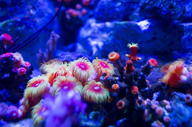 Aquarium coral