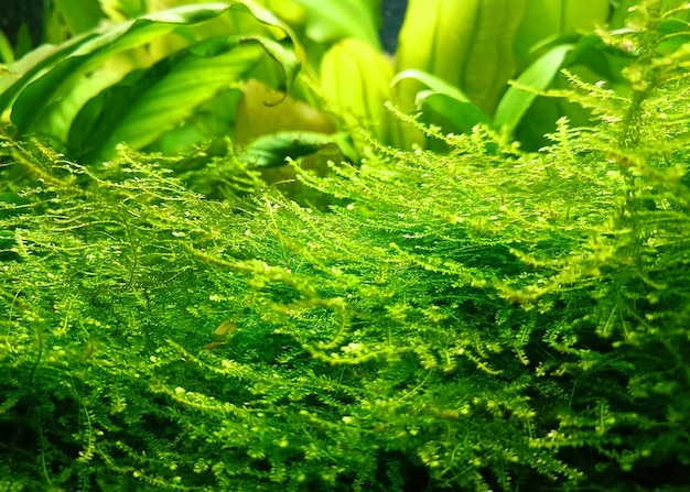 水族館の装飾的な緑の植物