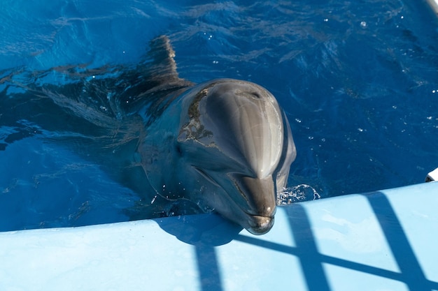 あなたを間近で見つめる水族館のイルカ